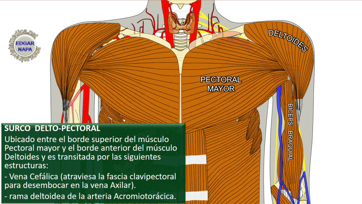Descripción de diversos temas de anatomía humana, imagenología y