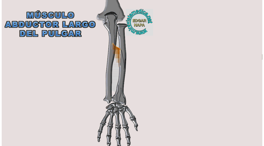 Descripción de diversos temas de anatomía humana, imagenología y
