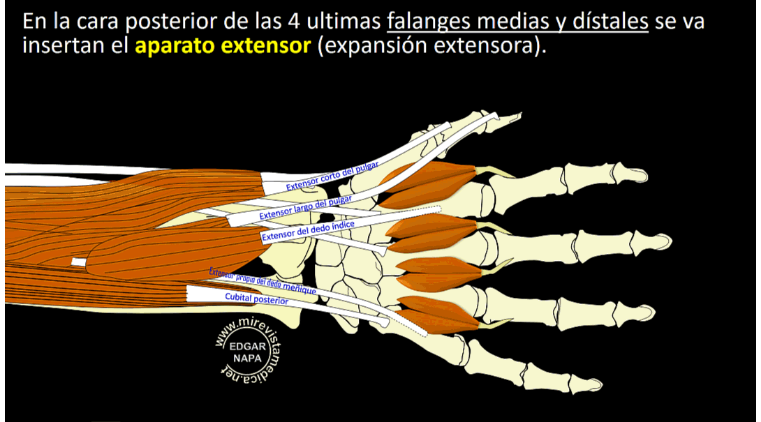 Descripción de diversos temas de anatomía humana, imagenología y ...