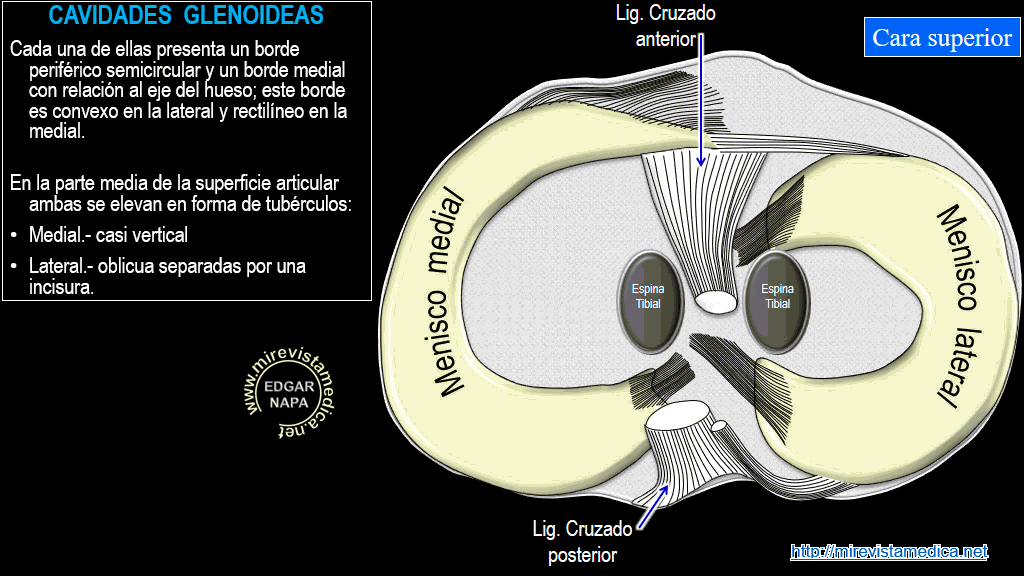 anatomía de la tibia proximal