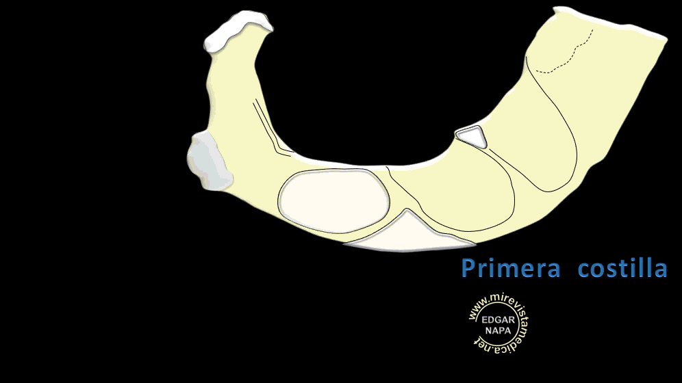 Descripción de diversos temas de anatomía humana, imagenología y