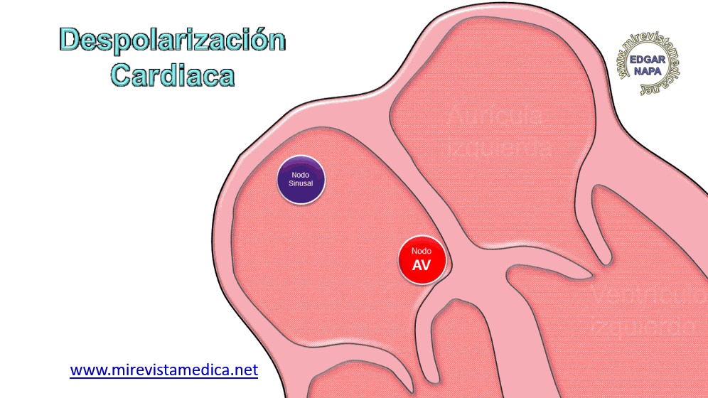 Despolarización Del Corazón