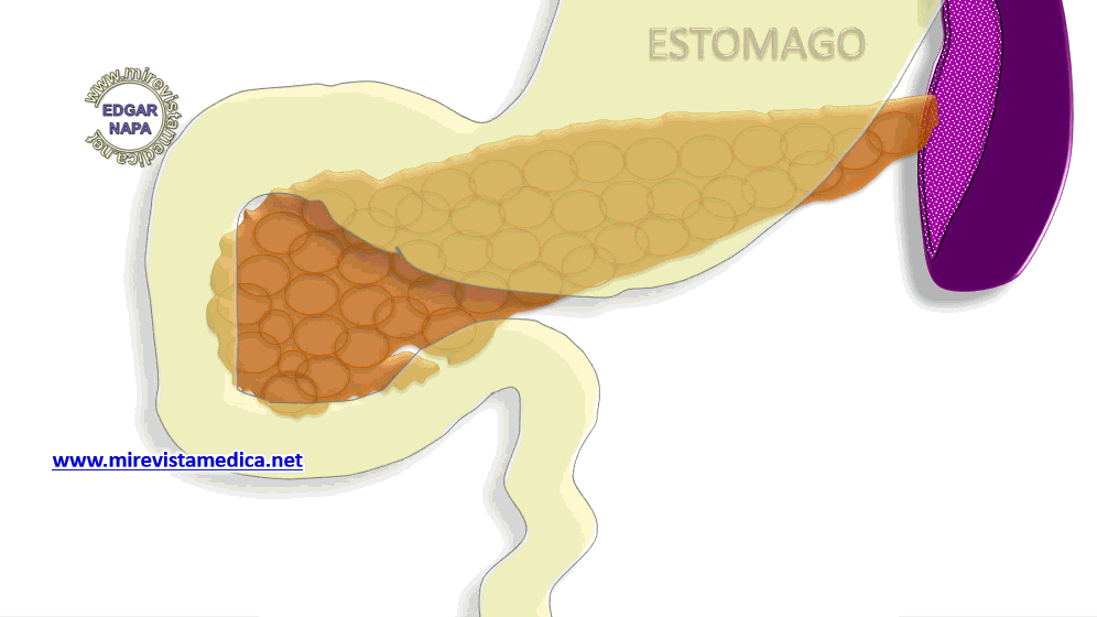 Descripción de diversos temas de anatomía humana, imagenología y