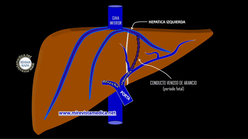 vena porta hepática hígado