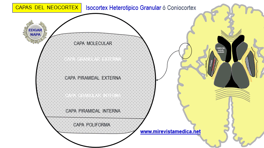Descripción de diversos temas de anatomía humana, imagenología y ...